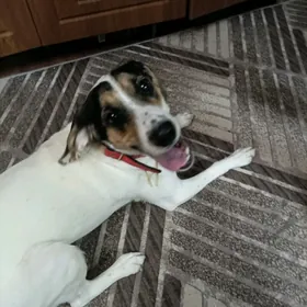 Пропала собака.