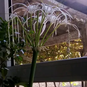 Цветы домашние