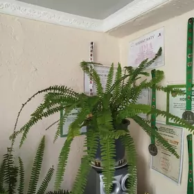 папоротник