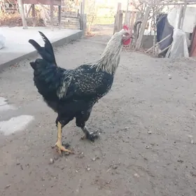 бролер хораз