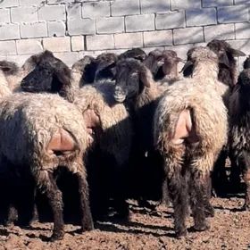 Bakylan gysyr goýun