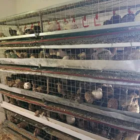 Бедене юмуртга