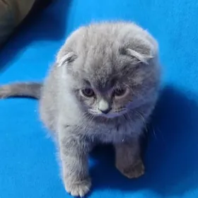 şatlanski paroda pişik