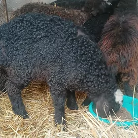 Goyun tokly geçi owlak garaköl