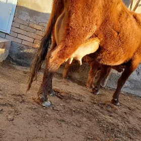 ÖRÄN SÜÝDLEK GÖLELI SYGYR