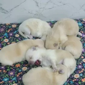 померанский шпиц мишка