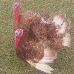 Gyzyl induk yumurtgasy.