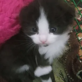 Котенок вислоухий