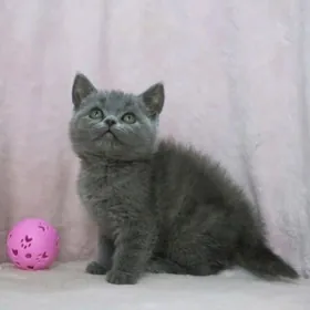 Чистокровная девочка