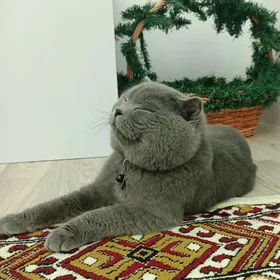скотш фолд