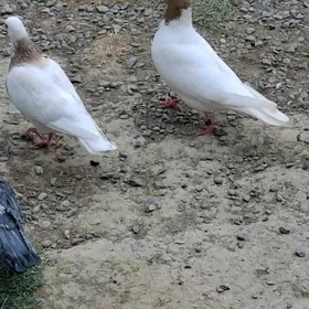 Kepderi Кепдери Голуби