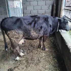 Sygyr gibrit sagylÿan