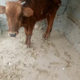 Gacar 1.yasdan gecen