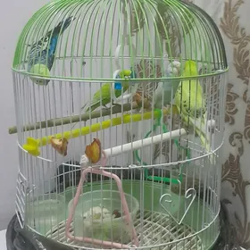 Попугаи 4 шт.СРОЧНО