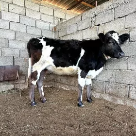 GARALA GALISDEYN GBTIT TÜWE