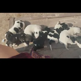 Täze ýyla padarka howlugyñ