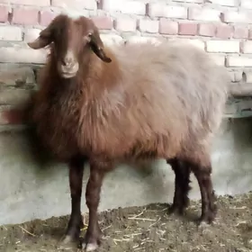 Goýun bakylygy semiz