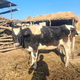 simental goleli sygyr