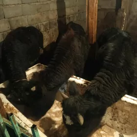 Tohum okuzler 3-sany