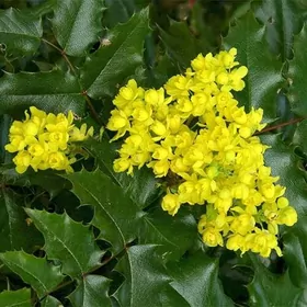 Магония падуболистная