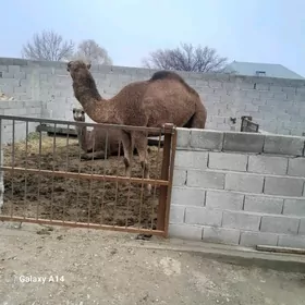 gysyr düÿe iki ÿaşar