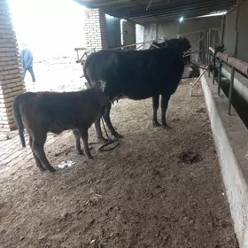 uly göleli sygyrlar