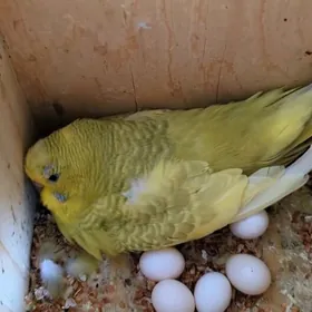 popugay guslar kletkalar