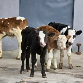 Semental ökuzçeler