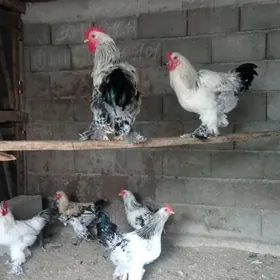 Balgar Towuk Horaz 125