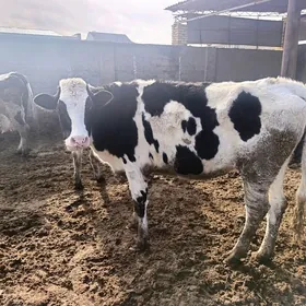 simentallar we golşteýn mallar