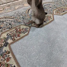 Шиншила пишижек