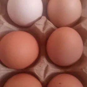 loman braun yumurtga