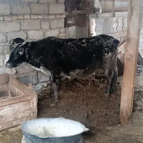 biraydanguzlamalysygyr