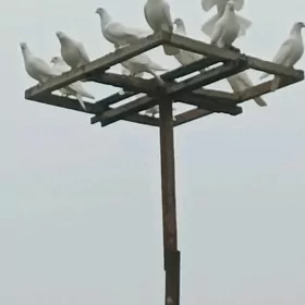 kepderi голуби