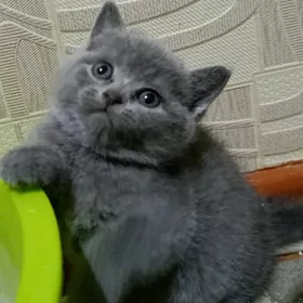 плюшевая шотландка