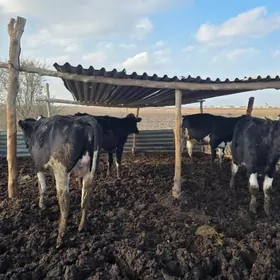 Богаз сыгыр