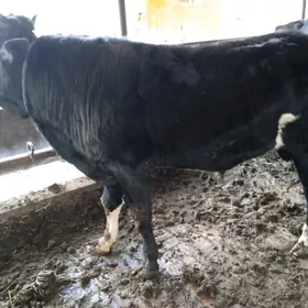 3 sany öküz 1 sany unajyn