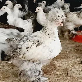 BRAMA WE BALGAR JUYJELER