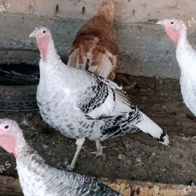 indyuk (индейка)