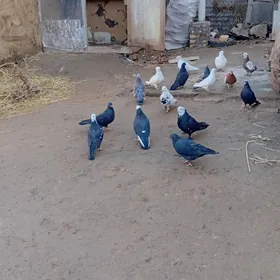 кептерлер оптим