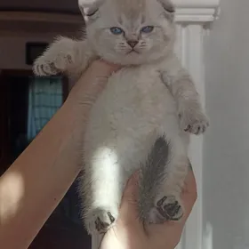 шотландский