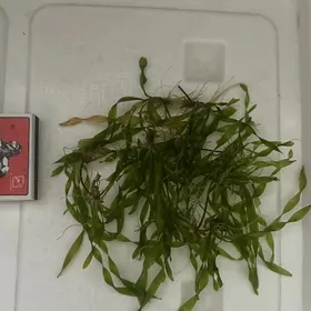 растения для аквариума