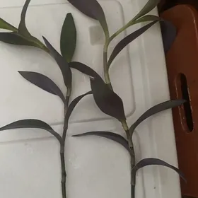 сеткреащия отростки 5 манат