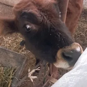 8aýlyk göle gözleýän