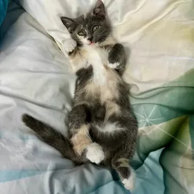 Отдам котенка Pişijek