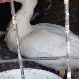 яшилбаш   утга  газ