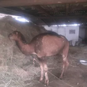 3 yaşar inen ogşuk