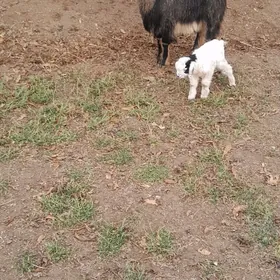 гечи овлаклы