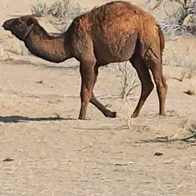 Salam torumly düýe bar satlyk