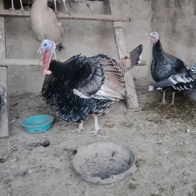 erkek induklar horazlar